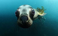 Snorkeling con Lobos Marinos