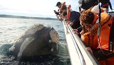 Avistaje de ballenas embarcado