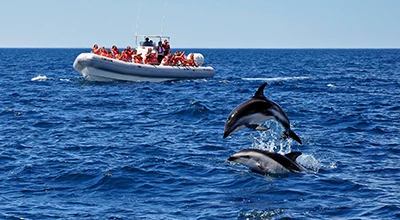 Avistaje de delfines embarcado