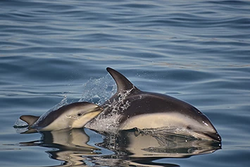 Delfines en Puerto Madryn