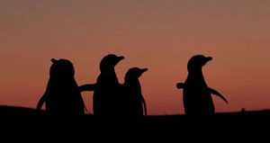 Pinguinos al atardecer